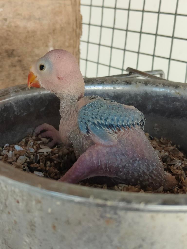 Perruches à collier, Animaux & Accessoires, Perruche, Bagué