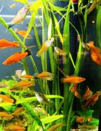 Aquarium Xipho Xiphophorus région dinant, Enlèvement