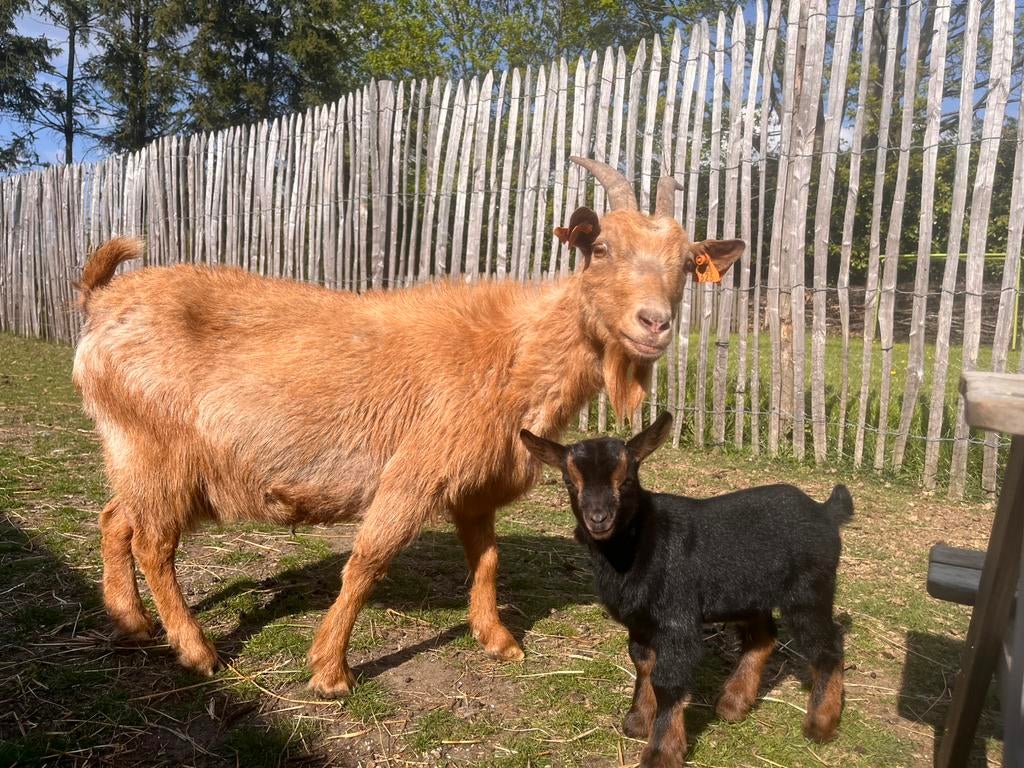 Mooie dwerggeit met lammetje, Dieren en Toebehoren