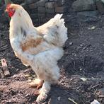 Lemon pyle Brahma haan, Dieren en Toebehoren, Pluimvee, Mannelijk, Kip
