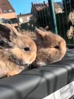 Schattige baby konijntjes, Dieren en Toebehoren, Konijnen, Meerdere dieren, Klein, 0 tot 2 jaar