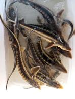 Diamant steuren 35 40 cm, Ophalen