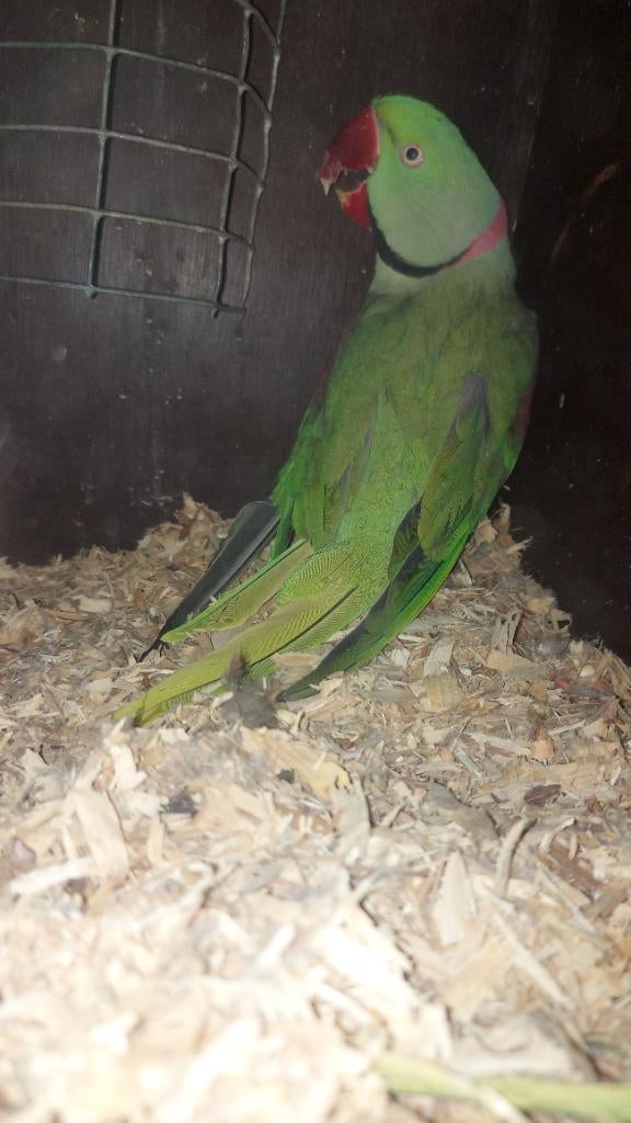 Divers grandes perruches, Plusieurs animaux, Perruche