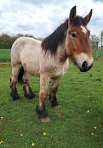 Braaf trekpaard, Dieren en Toebehoren