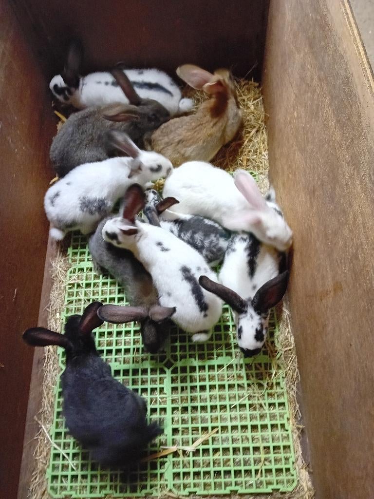 Jonge konijnen, Plusieurs animaux, Taille moyenne