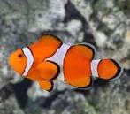 4x Amphiprion Ocellaris (L), Dieren en Toebehoren, Vissen | Aquariumvissen, Zoutwatervis