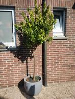 grang mandarinier, Jardin & Terrasse, Plantes | Arbres, Enlèvement