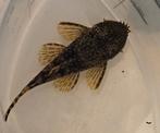 Ancistrus bruin, Dieren en Toebehoren, Vis, Zoetwatervis
