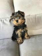 Yorkshire Reu geb 26/12/25 juist 3 maand oud, volw +- 5 kg, Parvo, België, 8 tot 15 weken, Meerdere