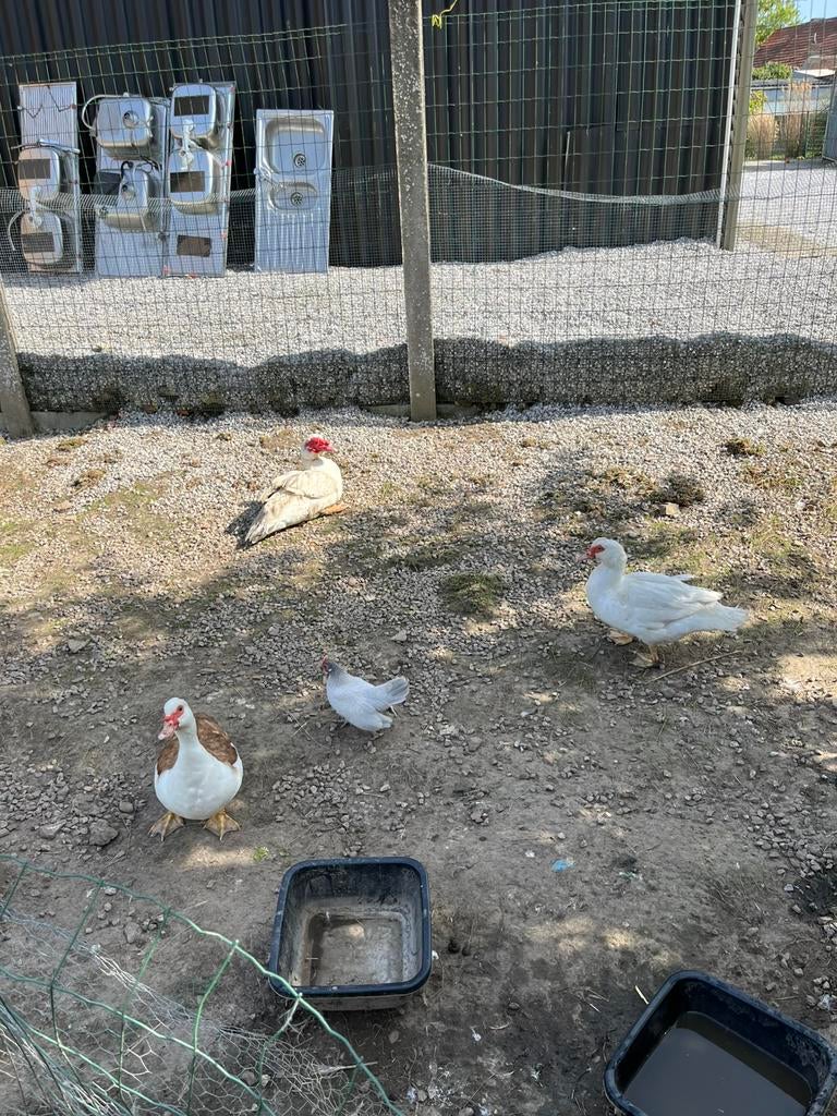 Trio muskus eenden, Dieren en Toebehoren, Pluimvee