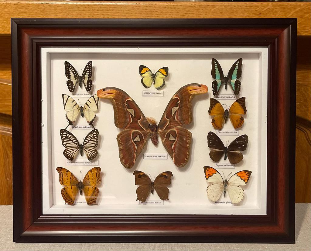 Kader met vlinders, Collections, Cartes postales | Animaux, Enlèvement ou Envoi