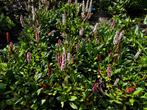 Persicaria Rosea bodembedekker vaste plant met roze bloemen, Ophalen of Verzenden, Zomer, Vaste plant, Bodembedekkers