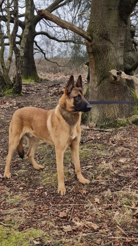 Belgische herdershond te koop, Dieren en Toebehoren, België, Particulier, Reu, 1 tot 2 jaar