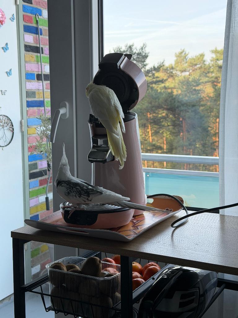 nieuwe thuis gezocht voor 2 valkparkieten, Geslacht onbekend, Parkiet, Tam