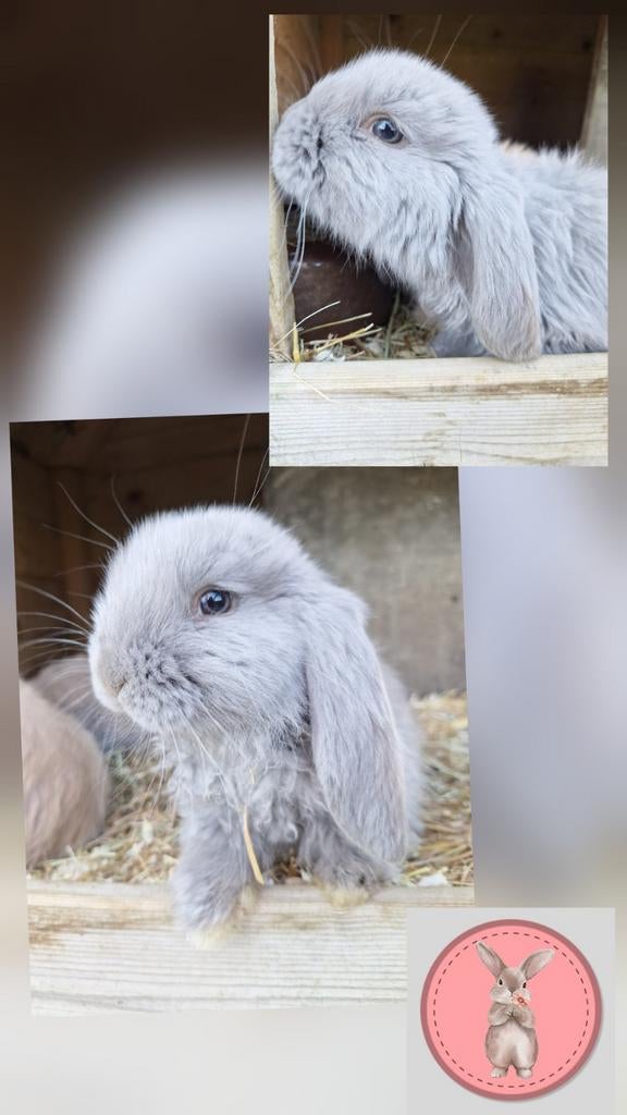 Franse hangoor konijntjes, Oreilles tombantes