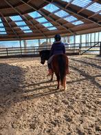 Hulp gezocht rondom de paardjes, Enlèvement