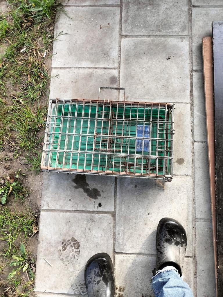 Transport ren, Dieren en Toebehoren, Ophalen