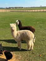 Alpaca merrie, Août, Femelle