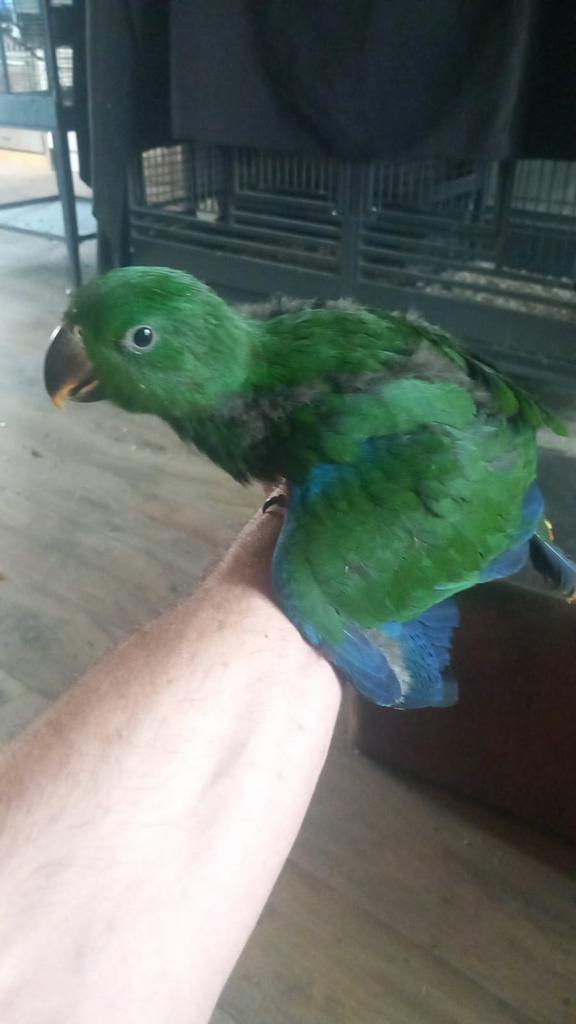 Edel man, Mannelijk, Papegaai, Geringd