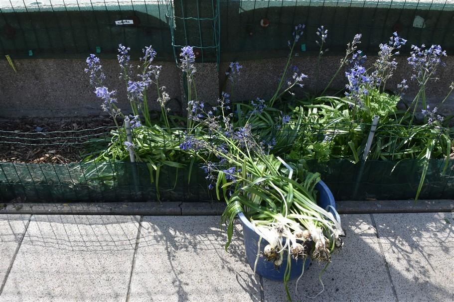 Hyacinten  bloembollen, Jardin & Terrasse, Bulbes & Semences, Enlèvement, Toute l'année, Plein soleil, Bulbe