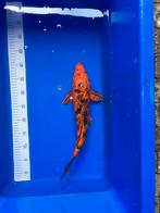 Hi utsuri 45cm, Dieren en Toebehoren, Vissen | Vijvervissen, Karper of Koi