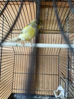 2 kanaries mannen 2025, Dieren en Toebehoren