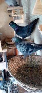 Takla, Dieren en Toebehoren