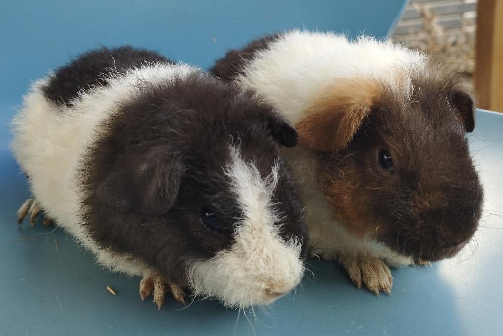 2 jonge US Teddy cavia's, Maart, Mannelijk, Cavia