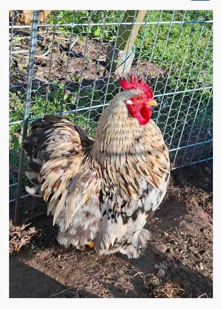 Cochin haantje, Dieren en Toebehoren, Pluimvee, Mannelijk, Kip