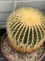 Cactus: Echinocactus grusonii, Maison & Meubles, Plantes d'intérieur, En pot, Plein soleil, Plante à fleurs, Moins de 100 cm