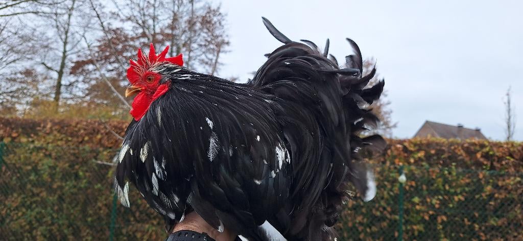 Trio Cochin kriel wit/zwart, Dieren en Toebehoren, Pluimvee