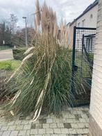 Pampasgras GRATIS, Ophalen