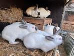 Vleeskonijnen van 3 maand., Dieren en Toebehoren, Konijnen