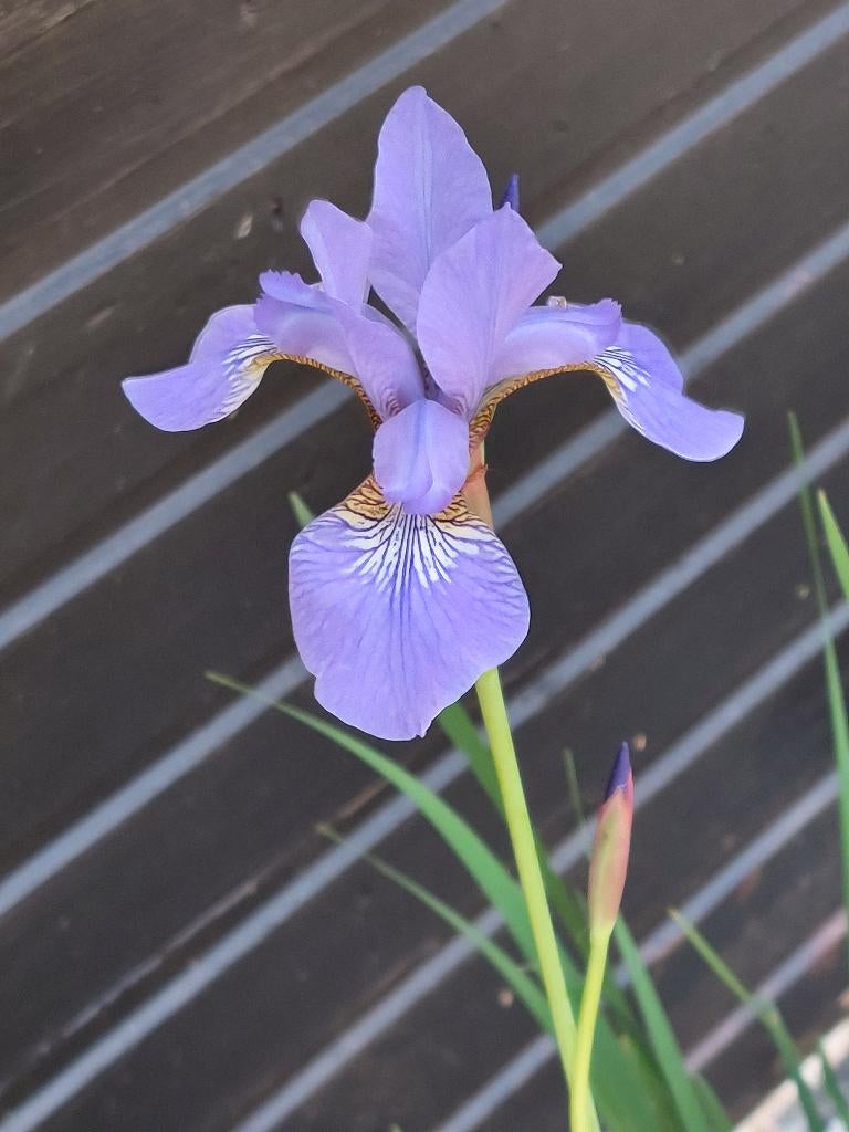 Iris bleu -  13 € le pot, Jardin & Terrasse, Printemps, Plein soleil, Plantes de bassin, Enlèvement