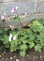 Anémone du Japon - plante vivace, Autres espèces, Automne, Plein soleil, Enlèvement