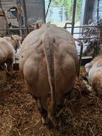 Drachtige Wit-Blauwe dikbil koe, Dieren en Toebehoren, Runderen, Vrouwelijk, 3 tot 6 jaar