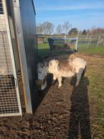 Muildier te koop, Étalon