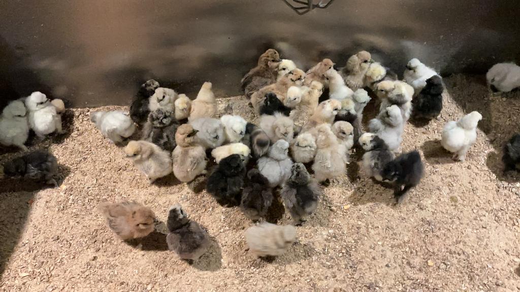 USA zijdehoen kuikens, Animaux & Accessoires, Volatiles, Poule ou poulet, Sexe inconnu