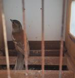 Botvink man 2023 agaat pastel, Mannelijk, Wildzangvogel, Geringd