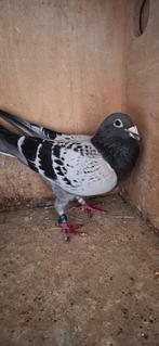 Duiven, Animaux & Accessoires