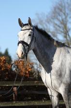 5 jarige zangersheide ruin, Animaux & Accessoires, Chevaux, Hongre, 170 à 175 cm, Cheval de saut, 3 à 6 ans