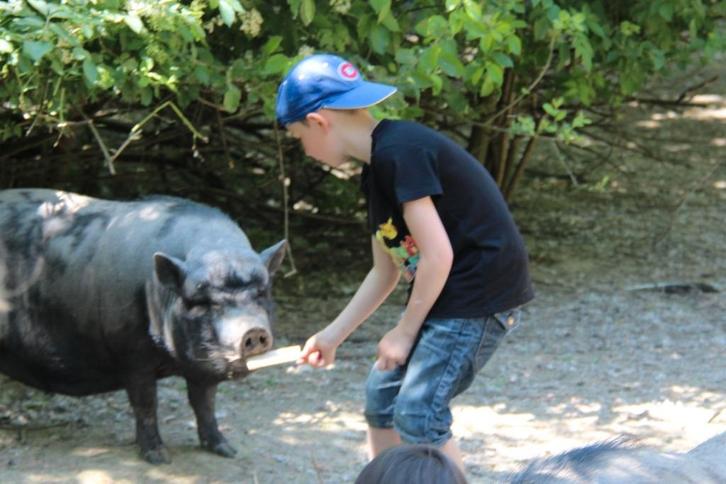 🎉 Anniversaire enfant avec rapace et animaux 🦅, Diversen, Kerst, Nieuw, Ophalen