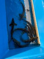 8 x diamant steur +/- 35-40 cm, Dieren en Toebehoren, Steur