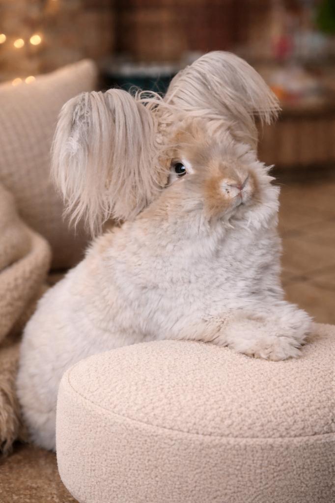 Engelse Angorakonijnen, Dieren en Toebehoren, Ophalen, Nieuw