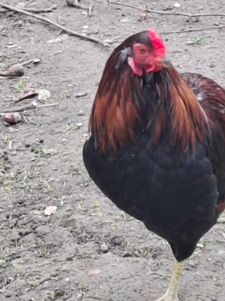 Araucana, Animaux & Accessoires