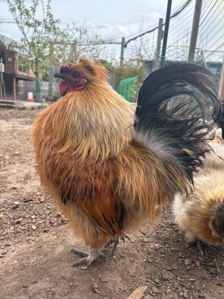 Mooie zijdehoen haan, Dieren en Toebehoren, Pluimvee