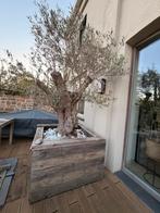 Oude olijfboom in pot, Tuin en Terras, 100 tot 250 cm, Olijfboom, Ophalen, Volle zon