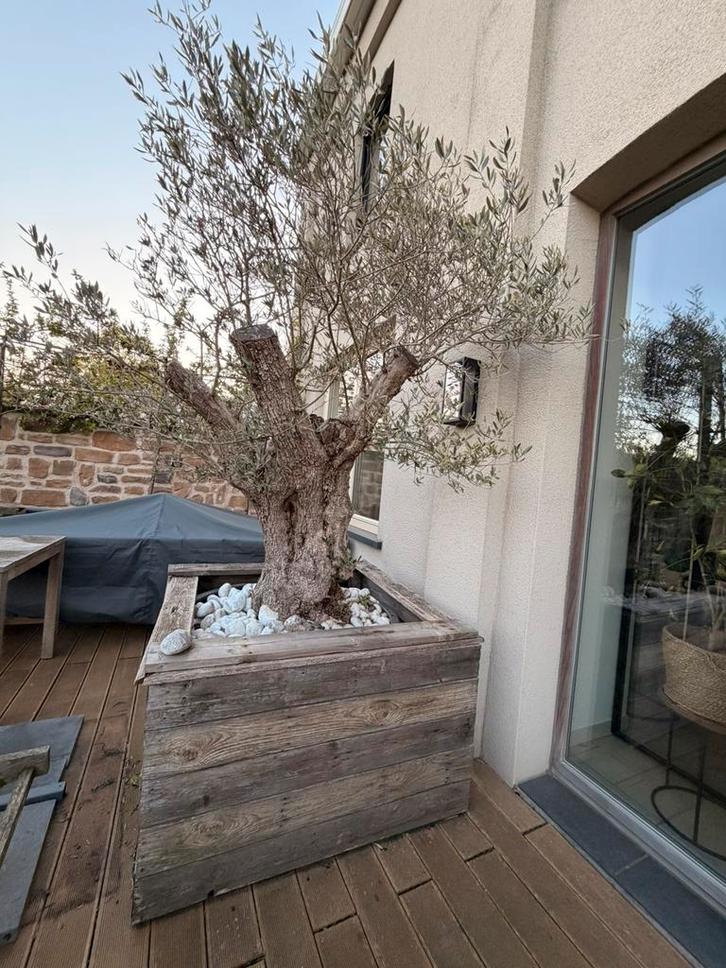 Oude olijfboom in pot, Tuin en Terras, Planten | Bomen, Olijfboom, 100 tot 250 cm, Volle zon, In pot, Ophalen