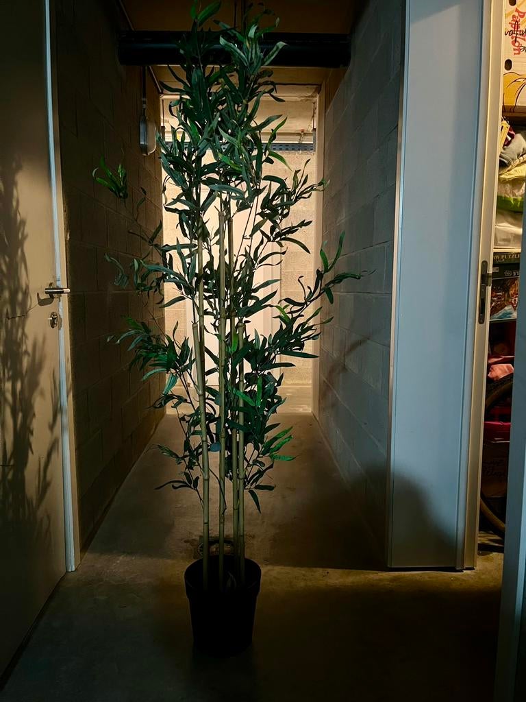 Plante, Enlèvement ou Envoi