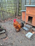 Kriel cochin haantjes, Animaux & Accessoires